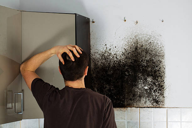 Why You Should Choose Our Mold Remediation Services in Big Bend, WI